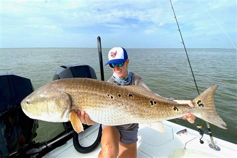 pics of red drum fish